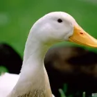 2 üzleti kép TOLLFELVÁSÁRLÁS Üzleti és kereskedelmi szervezetek ban/ben Debrecen HB