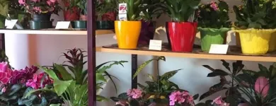 1 üzleti kép ALEXANDRA VIRÁGBOLT Virágüzlet, virágkötészet ban/ben Szombathely VA
