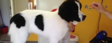 2 üzleti kép ALPOK ALFA KUTYAKOZMETIKA Üzletek ban/ben Szombathely VA