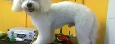 3 üzleti kép ALPOK ALFA KUTYAKOZMETIKA Üzletek ban/ben Szombathely VA