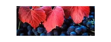 5 üzleti kép BORKUT ÉLELMISZER Vendéglátás ban/ben Budapest