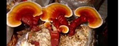 2 üzleti kép EREDETI, EGÉSZSÉGES, LÚGOSÍTÓ GANODERMA KÁVÉ, GYÓGYGOMBA KIVONATOK RENDELÉSE TEL.: 06-70-551-8575 Vendéglátás ban/ben Budapest
