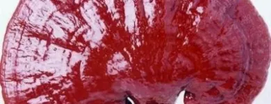 14 üzleti kép EREDETI, EGÉSZSÉGES, LÚGOSÍTÓ GANODERMA KÁVÉ, GYÓGYGOMBA KIVONATOK RENDELÉSE TEL.: 06-70-551-8575 Vendéglátás ban/ben Budapest