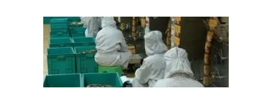 17 üzleti kép EREDETI, EGÉSZSÉGES, LÚGOSÍTÓ GANODERMA KÁVÉ, GYÓGYGOMBA KIVONATOK RENDELÉSE TEL.: 06-70-551-8575 Vendéglátás ban/ben Budapest