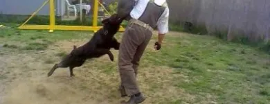 11 üzleti kép K-9 TESTŐR KUTYAISKOLA KFT Sport & Szabadidő ban/ben Nyíregyháza SZ