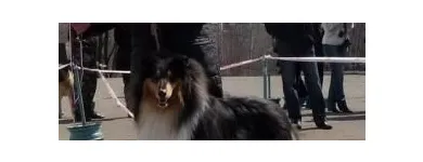 1 üzleti kép KALEIDO STAR KENNEL KFT Ipar & Mezőgazdaság ban/ben Cinkota BU