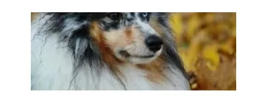 2 üzleti kép KALEIDO STAR KENNEL KFT Ipar & Mezőgazdaság ban/ben Cinkota BU