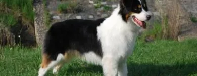 3 üzleti kép KALEIDO STAR KENNEL KFT Ipar & Mezőgazdaság ban/ben Cinkota BU