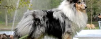 4 üzleti kép KALEIDO STAR KENNEL KFT Ipar & Mezőgazdaság ban/ben Cinkota BU