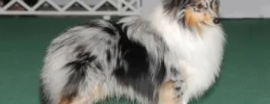 5 üzleti kép KALEIDO STAR KENNEL KFT Ipar & Mezőgazdaság ban/ben Cinkota BU