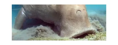 16 üzleti kép LILIOMDIVERS LTD. Utazási iroda ban/ben Hurghada