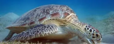 17 üzleti kép LILIOMDIVERS LTD. Utazási iroda ban/ben Hurghada