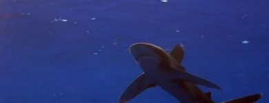 19 üzleti kép LILIOMDIVERS LTD. Utazási iroda ban/ben Hurghada