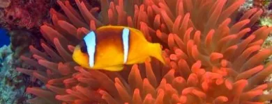 20 üzleti kép LILIOMDIVERS LTD. Utazási iroda ban/ben Hurghada