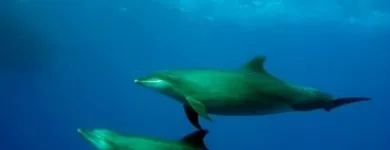 21 üzleti kép LILIOMDIVERS LTD. Utazási iroda ban/ben Hurghada