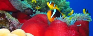 22 üzleti kép LILIOMDIVERS LTD. Utazási iroda ban/ben Hurghada