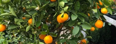 26 üzleti kép OBI ÁRUHÁZ BUDAPEST Lakásfelújítás ban/ben Budapest PE