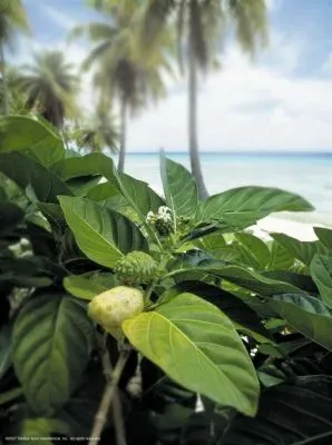 3 üzleti kép EREDETI TAHITIAN NONI RENDELÉS 5500 FT/L-TŐL.- AJÁNDÉK KÖNYV! 06-70-511-2961