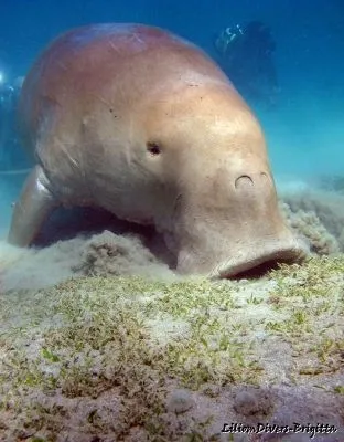 16 üzleti kép LILIOMDIVERS LTD.