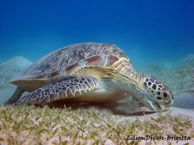 17 üzleti kép LILIOMDIVERS LTD.