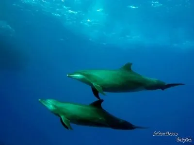 21 üzleti kép LILIOMDIVERS LTD.