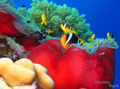 22 üzleti kép LILIOMDIVERS LTD.