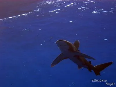 19 üzleti kép LILIOMDIVERS LTD.