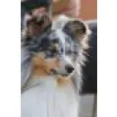 KALEIDO STAR KENNEL KFT Ipar & Mezőgazdaság ban/ben Cinkota BU