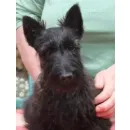 KUTYAKOZMETIKA ÉS SKÓT TERRIER KENNEL Ipar & Mezőgazdaság ban/ben Miskolc BZ
