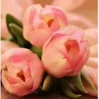 MAGYAR PÁLYÁZATKÉSZÍTŐ IRODA ZRT.